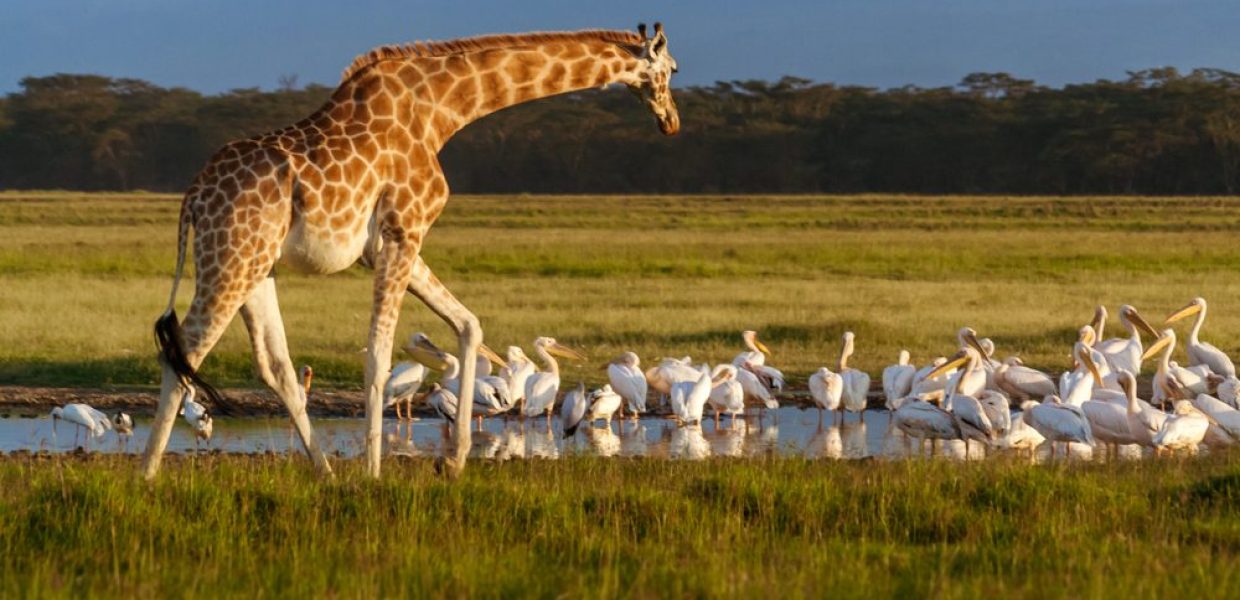 Lake Nakuru National Park giraffe